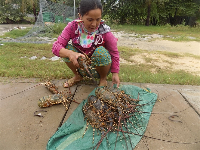 giá tôm hùm giảm