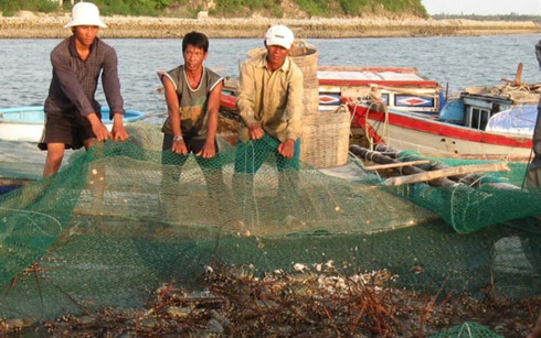 Giá tôm hùm tăng kỷ lục tại Phú Yên