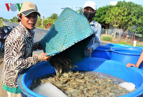 Giá tôm nguyên liệu tăng cao, người nuôi thắng lớn