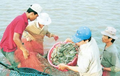 tom nước lợ