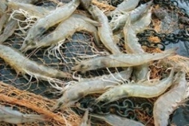 giá tôm sú biến động