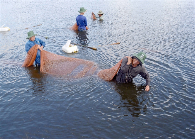 thu hoạch tôm thẻ chân trắng