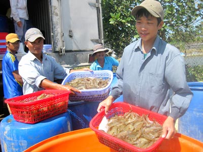 giá tôm thẻ giảm