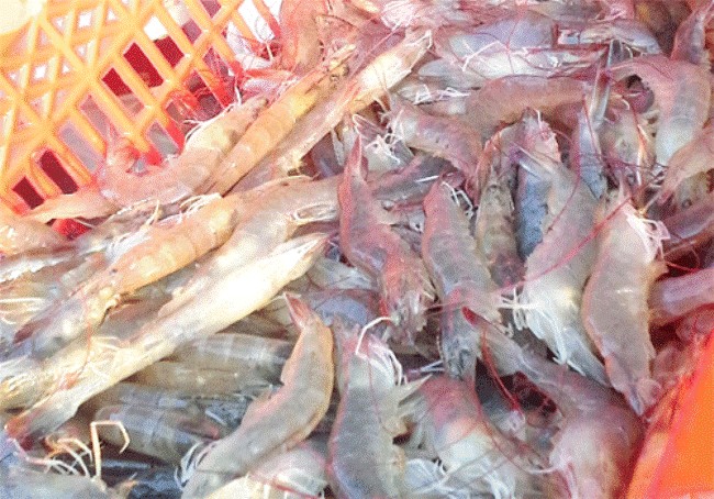 giá tôm thẻ giảm