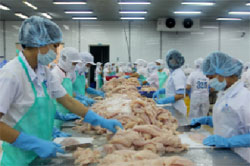 giá trị cá tra