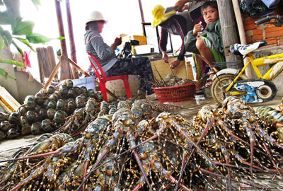 giá trị tôm hùm