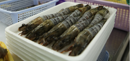 gia trị tôm xuất khẩu