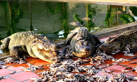 Cá sấu cũng mong “giải cứu”