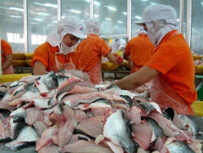 giải pháp cứu cá tra