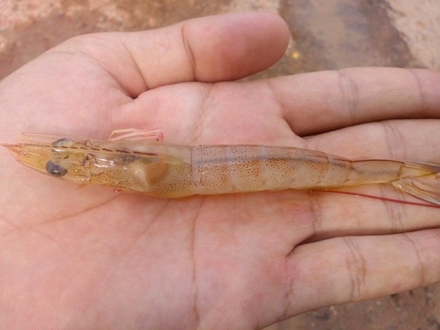 Giám sát bệnh trên tôm