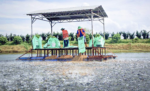 Thí điểm liên kết SX giống cá tra 3 cấp thành công