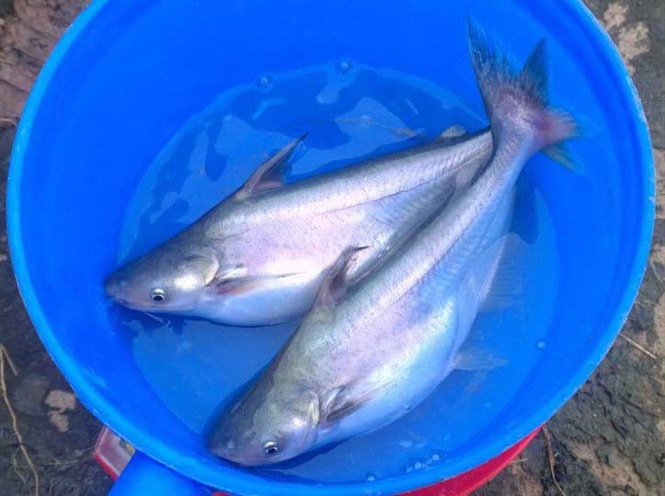 Giống cá tra nghệ