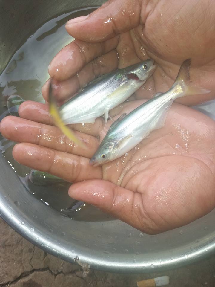 nguyên nhân thiếu giống cá tra