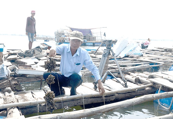 giống hàu Thái Bình Dương