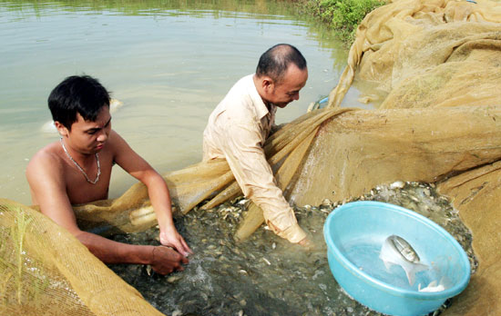 cá giống