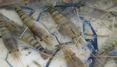 giống tôm càng xanh