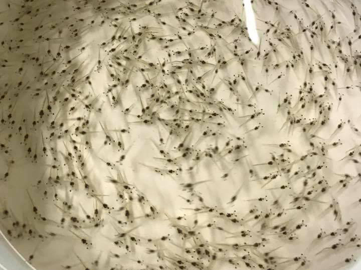 Nghệ An: Sản xuất 1,2 tỷ tôm giống