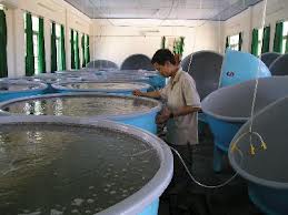 Nâng cao chất lượng giống vật nuổi và thuỷ sản cung cấp cho thị trường