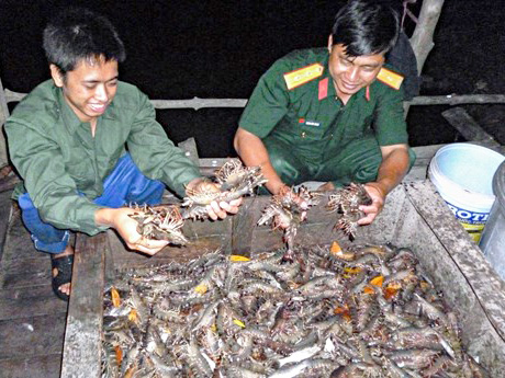 rừng tôm, nuôi tôm bảo vệ rừng, nghề tôm, nuôi trồng thủy sản, nuôi tôm trồng rừng, nuôi tôm vùng ngập mặn, tôm, nuôi tôm