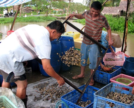 thu gom ốc bươu vàng