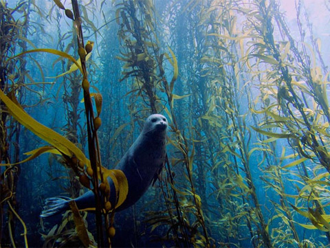 Hải cẩu bơi trong rừng tảo bẹ trong vùng biển gần thành phố San Diego, bang California, Mỹ.    Ảnh: Kyle McBurnie.