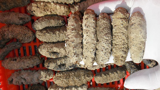 hải sâm, cấm khai thác, khai thác hải sản, cấm khai thác hải sâm, hải sâm Quảng Ngãi