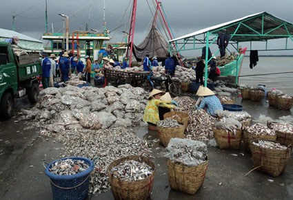 Hải sản đánh bắt ở ĐBSCL chủ yếu là cá tạp.