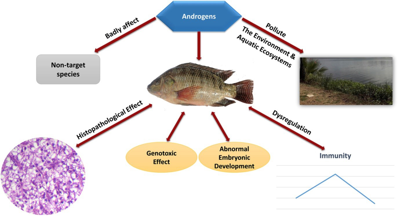 Những mặt trái của việc sử dụng hormon sản xuất cá đơn tính