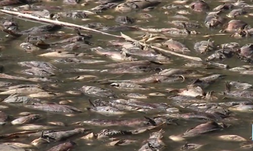 hàng nghìn con cá chết