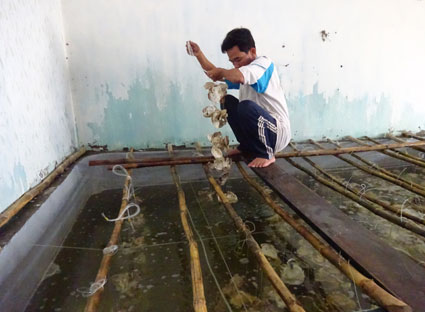 hàu Thái Bình Dương