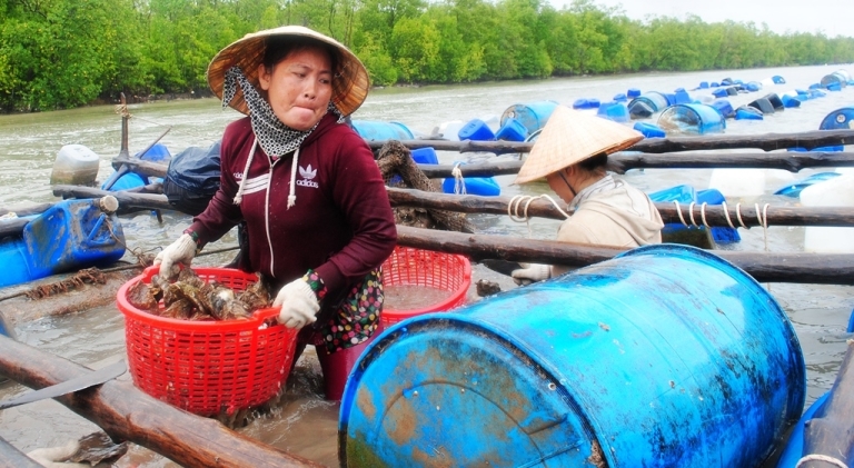 Hàu chết hàng loạt ở Đất Mũi, Cà Mau là do môi trường