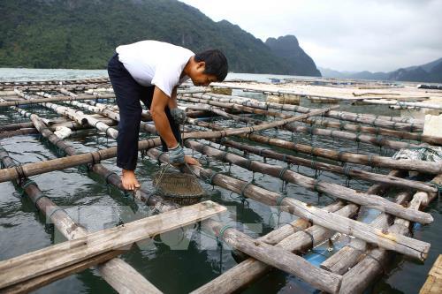 Hàu chết hàng loạt chưa rõ nguyên nhân ở Quảng Ninh