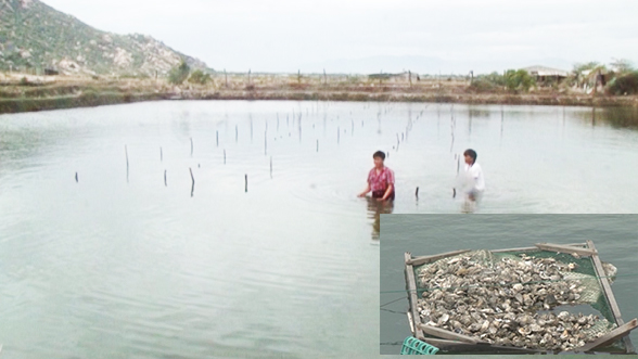 Hàu nuôi chết ở Ninh Hải do môi trường