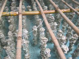 Ngư dân Nhật Bản tái khôi phục ngành hàu