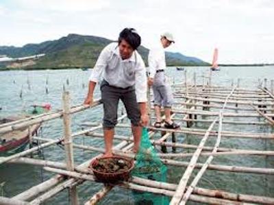 Giống hàu rời SX thành công tại Viện III