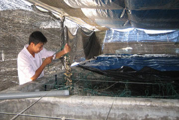 Trung tâm Giống và Kỹ thuật thủy sản Phú Yên tiến hành sinh sản nhân tạo giống hàu muỗng - Ảnh: T.HÀ