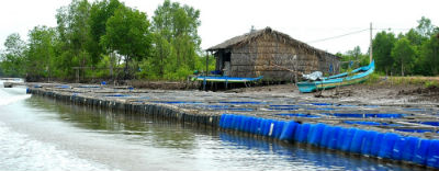 hau dat mui