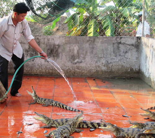 hệ lụy nuôi cá sấu