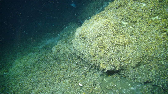 hệ sinh thái biển