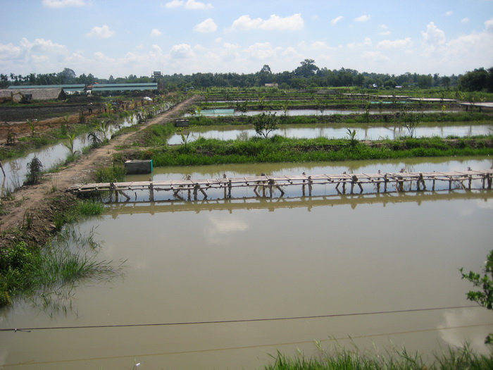 hệ thống ao sản xuất cá cảnh