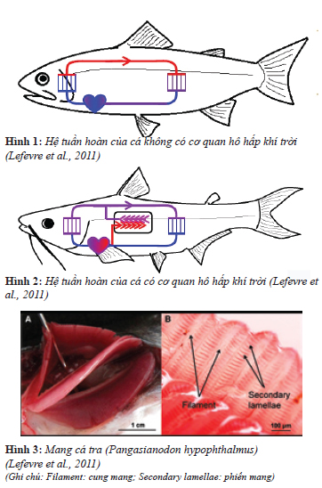 4. Hệ tuần hoàn liên quan đến hệ hô hấp