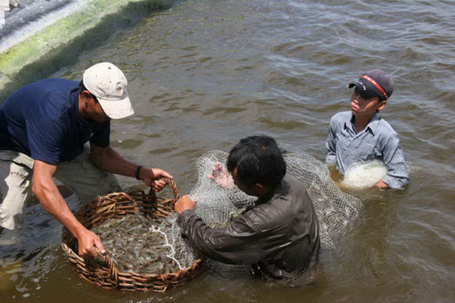 Khánh Hòa: Hiệu quả mô hình nuôi tôm công nghệ Biofloc