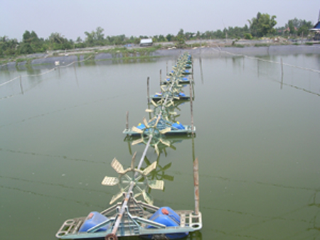 tôm sú