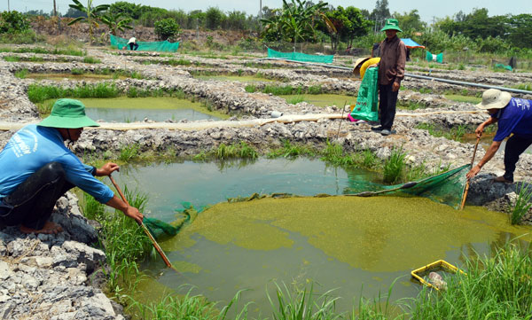 hố cá lóc giông