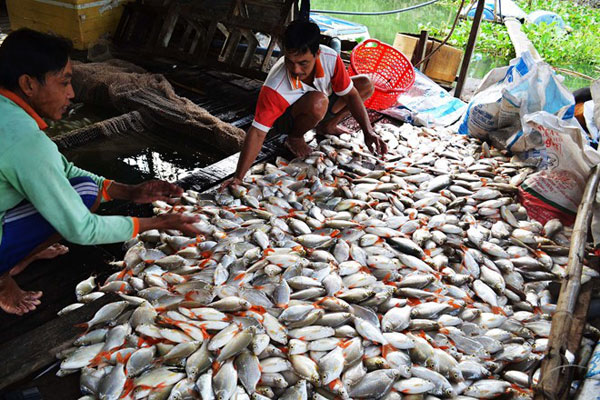 hộ nuôi có cá chết