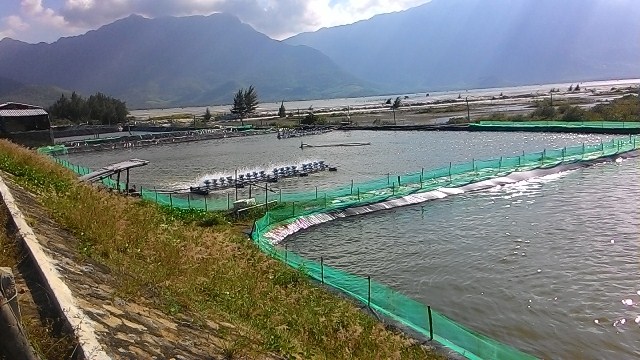 hồ nuôi tôm trái phép