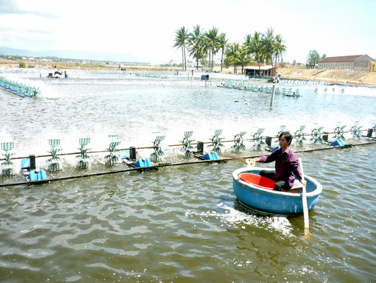 hồ nuôi tôm