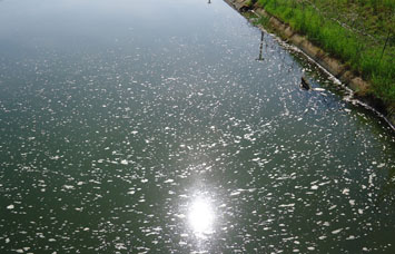 Hồ nuôi tôm ô nhiễm