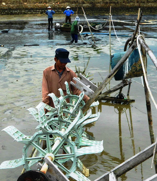 hồ tôm bị bệnh