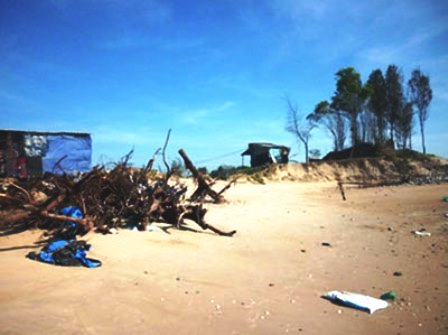 Hàng trăm cây dương bị triều cường nhổ gốc nằm trên bãi biển